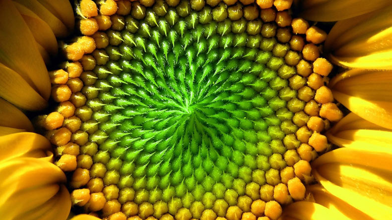 fractal-sunflower-nature-pattern.jpg