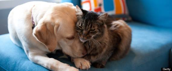 r-DOG-AND-CAT-large570.jpg