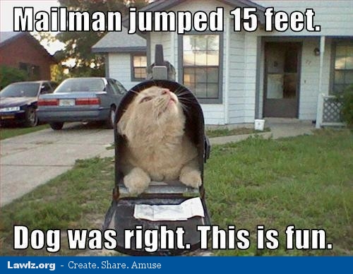 cat-mailbox-meme-mailman-jumped-15-feet-dog-was-right-this-is-fun.jpg
