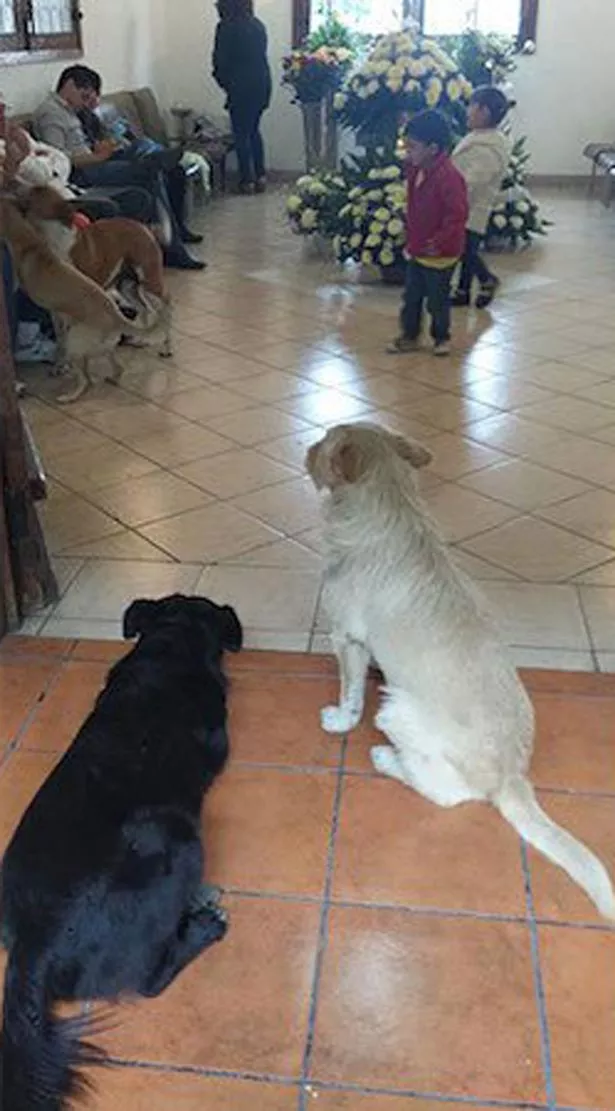 Stray-dogs-attend-funeral-of-lady-that-used-to-feed-them.jpg