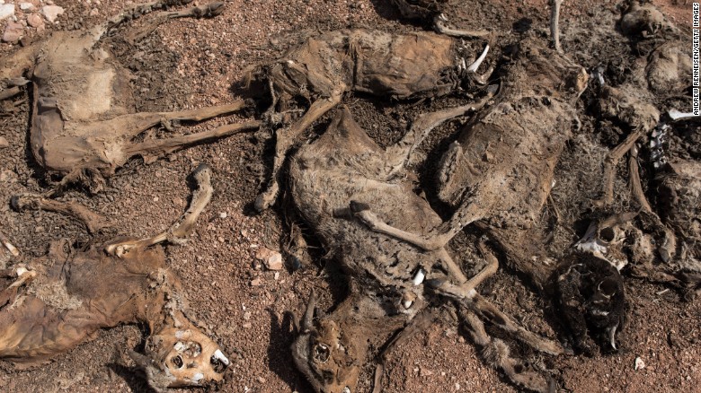 170304170544-somalia-drought-dead-goats-exlarge-169.jpg