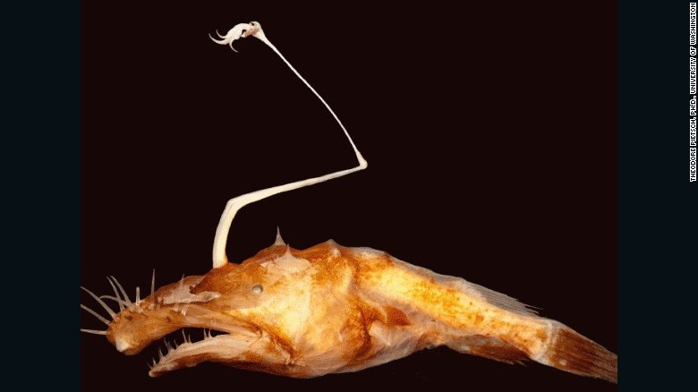150806073348-new-fish-species-ceratioid-anglerfish-exlarge-169.jpg