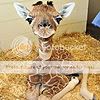 Baby-Giraffe.jpg