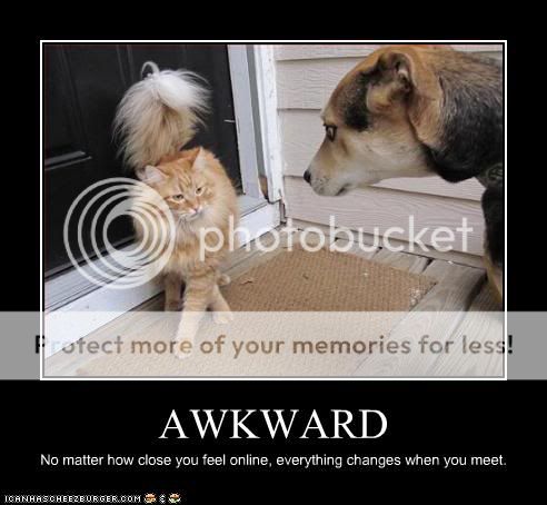 funny-pictures-cat-and-dog-have-awk.jpg