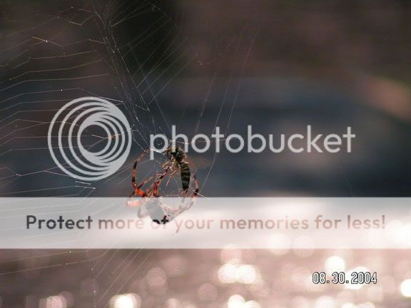 spiderattack2.jpg