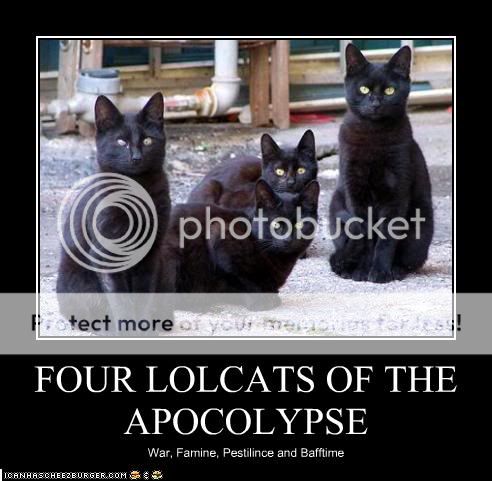 funny-pictures-four-lolcats-of-the-.jpg