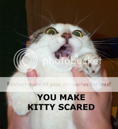 kitty-scared.jpg