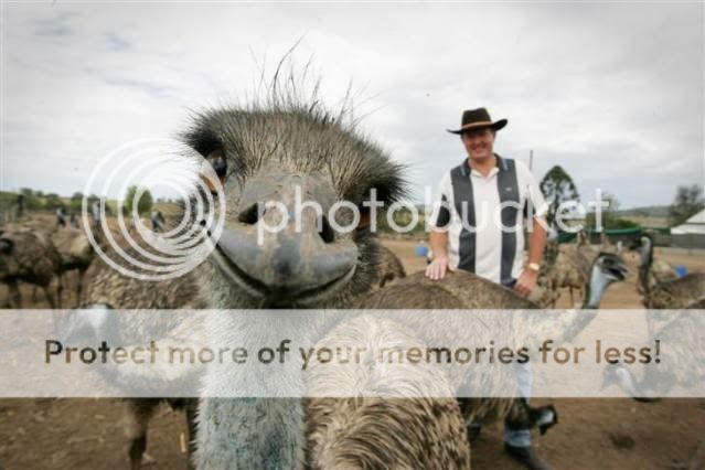 ss-111018-laughing-animals-ostrich.jpg