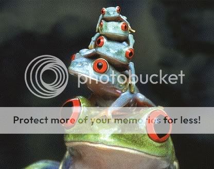 frogs2.jpg