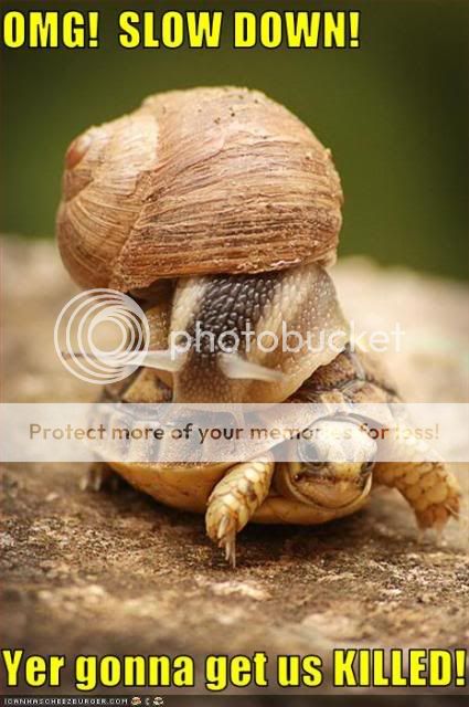 funny-pictures-snail-is-on-turtle.jpg