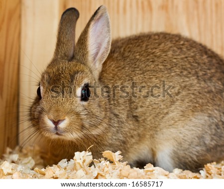 stock-photo-brown-dwarf-rabbit-in-a-cage-16585717.jpg