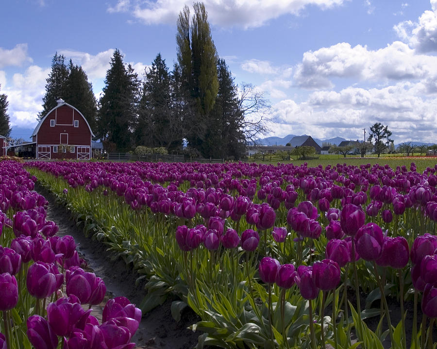 tulips-with-a-red-barn-shaun-mcwhinney.jpg