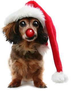 Christmas-Dog-christmas-13861773-250-317.jpg
