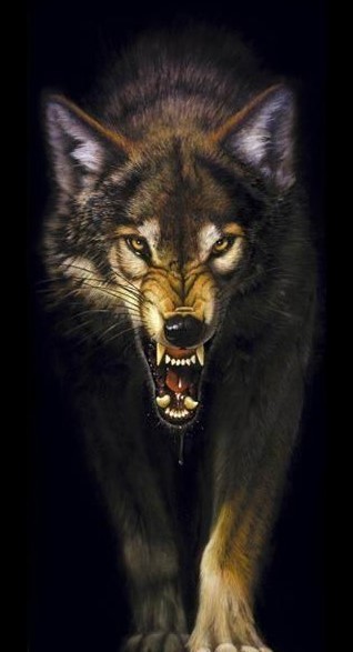Snarling-Wolf-wolves-15975099-318-587.jpg