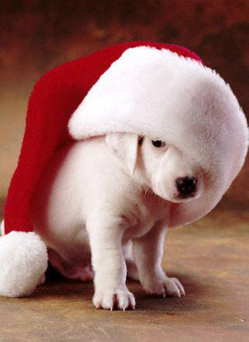 Christmas-Dog-christmas-16227139-350-480.jpg