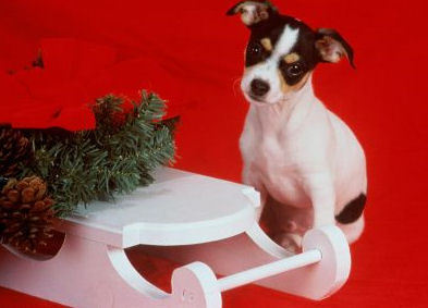 Merry-Christmas-all-small-dogs-17732011-393-283.jpg
