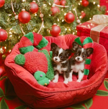 Merry-Christmas-all-small-dogs-17732036-413-414.jpg