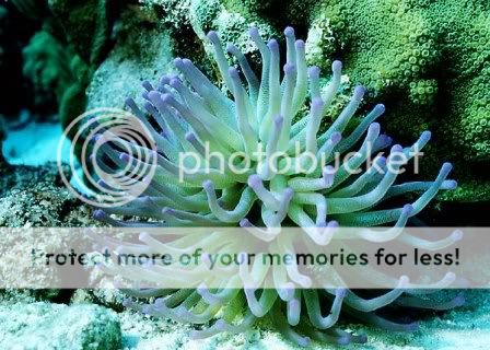 bonaire-giant-sea-anemone.jpg