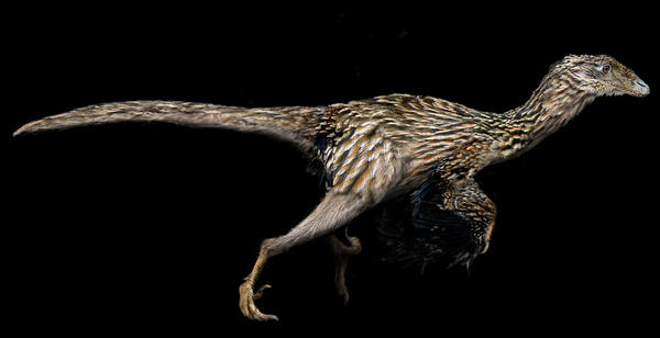 undescribed_coelurosaur_by_keesey.jpg