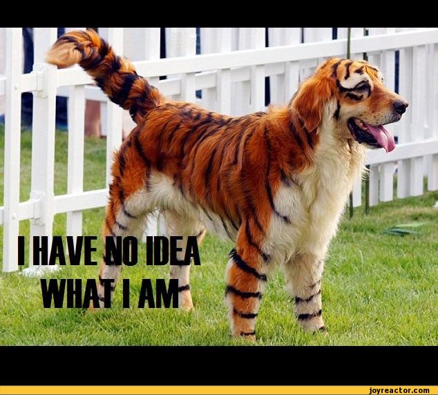 funny-pictures-auto-dog-tiger-388583.jpeg