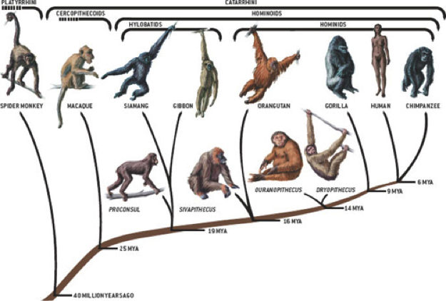 ape-evolutionary-tree.png