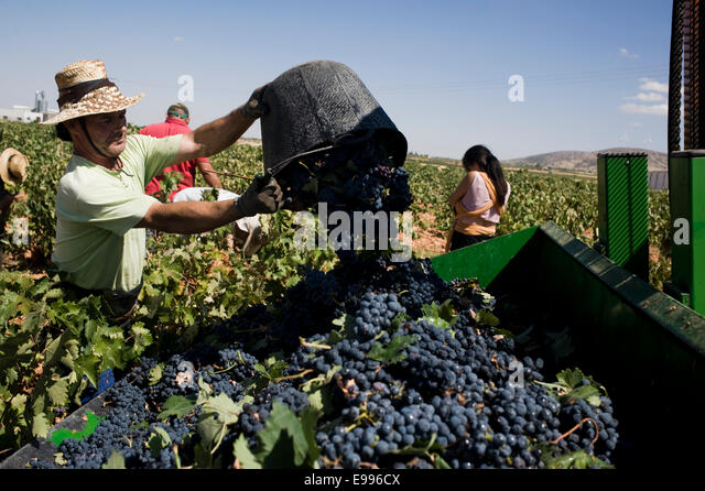 temporary-workers-pick-up-tempranillo-grapes-in-valdepeas-ciudad-real-e996cx.jpg