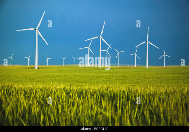 wind-farm-turbines-in-immature-wheat-field-b0pghc.jpg