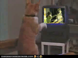 funny-animated-gif-cat-simulation-of-hitting-dog.gif