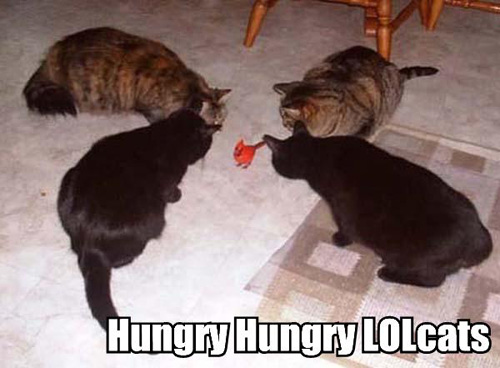 hungry-hungry-lolcats.jpg