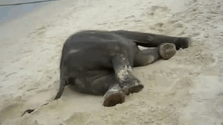 baby-elephant-enjoying-the-beach-65199.gif