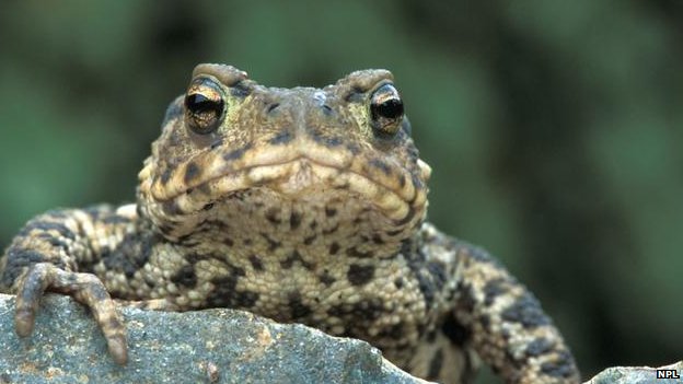 _57044885_common_toad_1.jpg