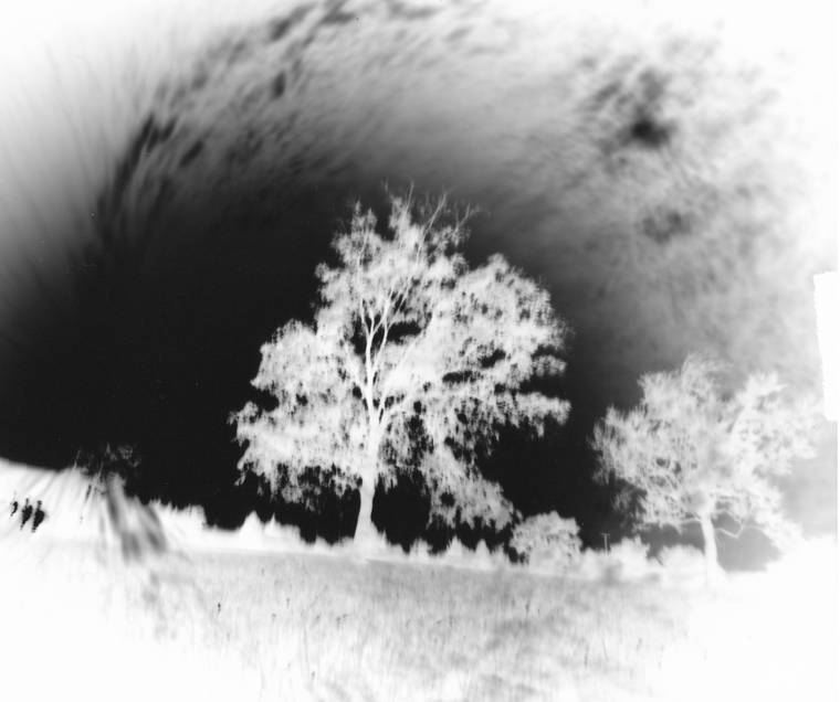 backlit_tree_negative_by_anafiel.jpg