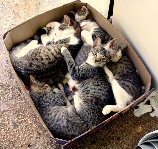 Box-of-Cats.jpg