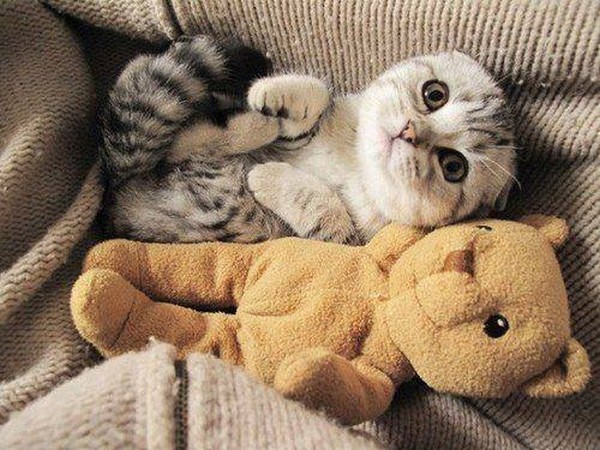 cat-and-teddy-bear.jpg