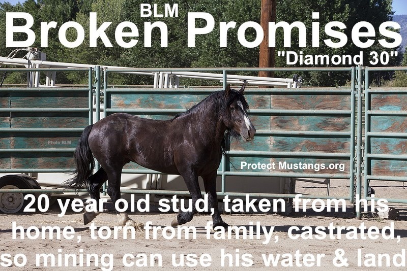 PM-Broken-Promises-BLM-Diamond-Stud.jpg