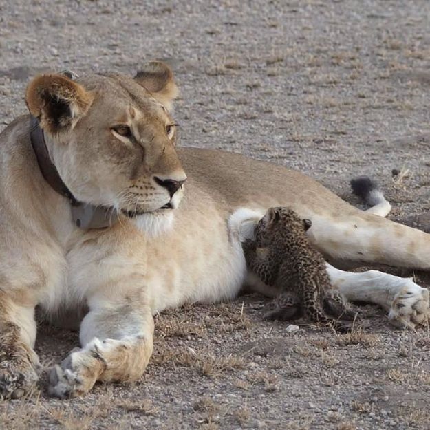 Du-jamais-vu-Une-lionne-adopte-et-nourrit-un-bebe-leopard.jpg