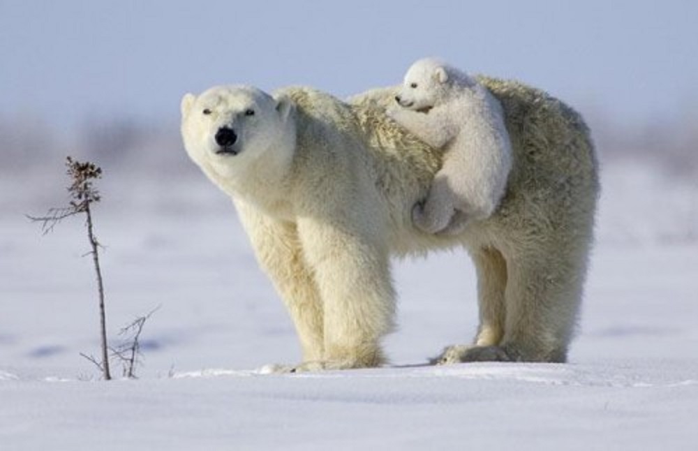 polar-bear-and-cub.jpg