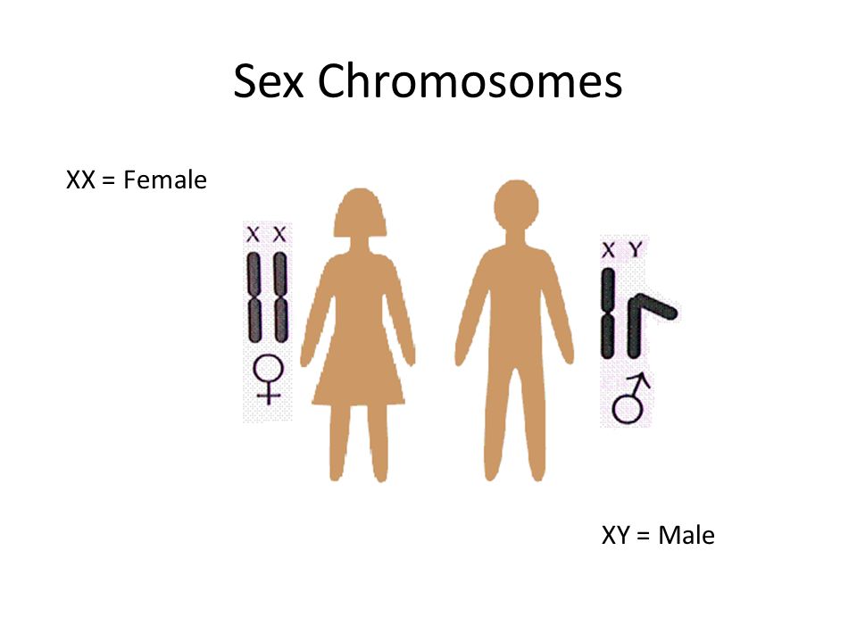 Sex+Chromosomes+XX+%3D+Female+XY+%3D+Male.jpg