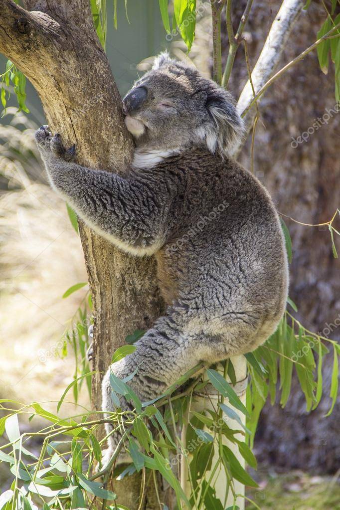 depositphotos_26370901-sleeping-koala-hugging-a-tree.jpg