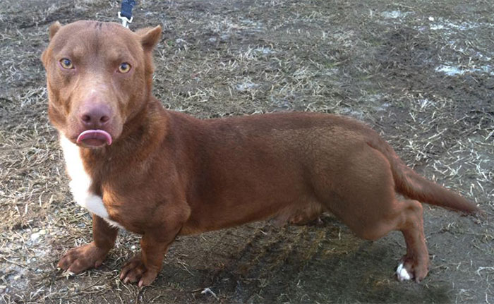 pitbull-dachshund-mix-breed-dog-rami-coverimage.jpg