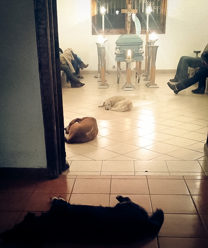 stray-dogs-pay-respects-funeral-animal-lover-margarita-suarez-yucatan-mexico-coverimage.jpg