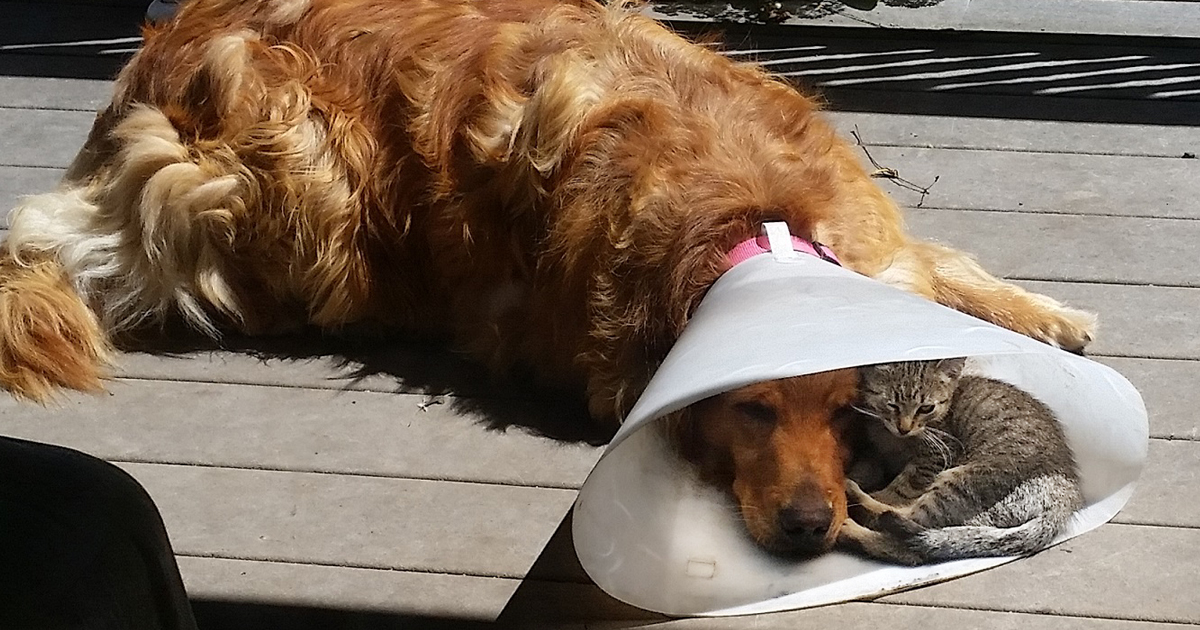 dog-cone-cat-sleeping-shade-friends-fb1.jpg