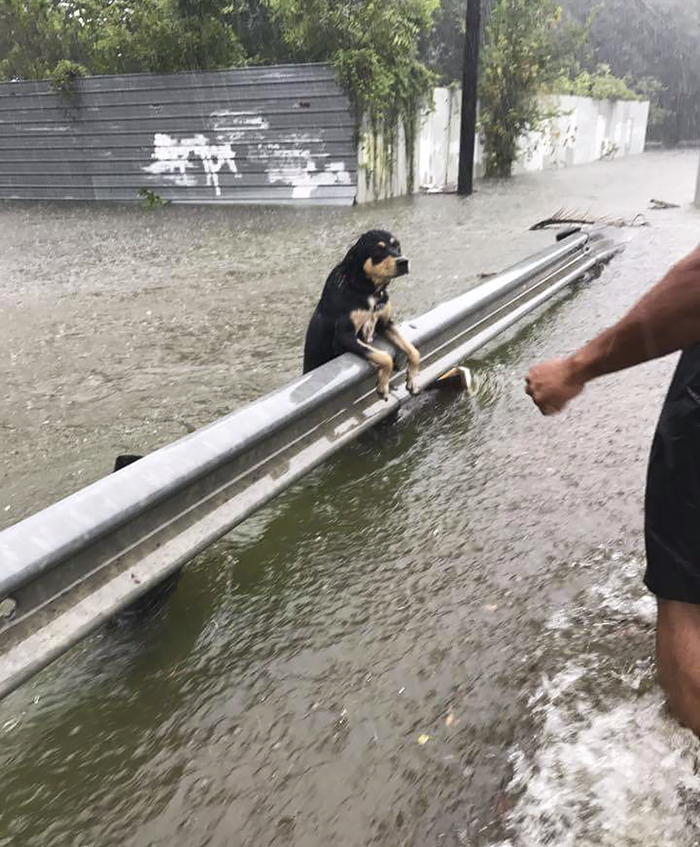 gali-bti-poor-dogs-abandoned-during-floods-4-59a3d8bfe618f__700.jpg
