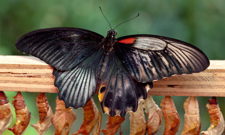 Gynandromorph-butterfly-007.jpg