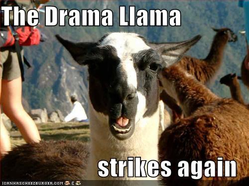 The_drama_llama.jpg