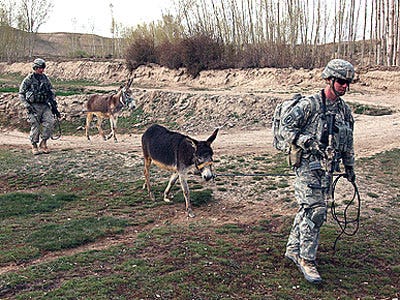 donkey-afghanistan.jpg