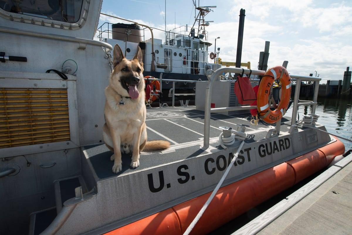 boomer-the-mascot-of-coast-guard-station-crisfield-maryland-sitting-on-the-deck-of-a-45-foot-response-boat-medium-on-february-28-boomer-was-rescued-from-a-shelter-and-reported-to-station-crisfield-as-the-mascot-in-december-2013.jpg