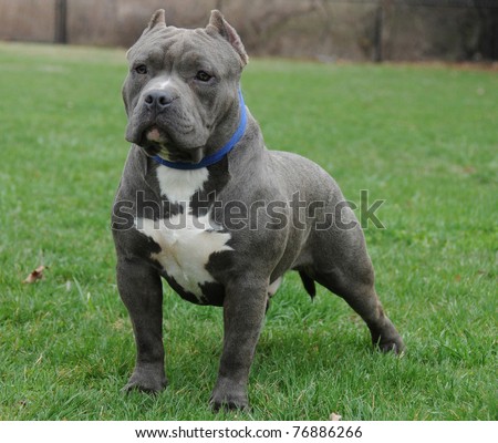 stock-photo-purebred-canine-blue-nose-american-bully-dog-standing-on-lawn-posing-looking-watching-76886266.jpg
