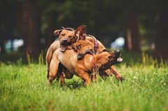 rhodesian-ridgeback-dogs-playing-summer-together-49414419.jpg