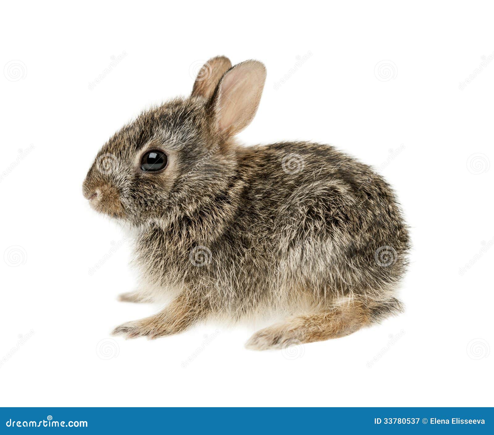 baby-cottontail-bunny-rabbit-portrait-isolated-white-background-33780537.jpg
